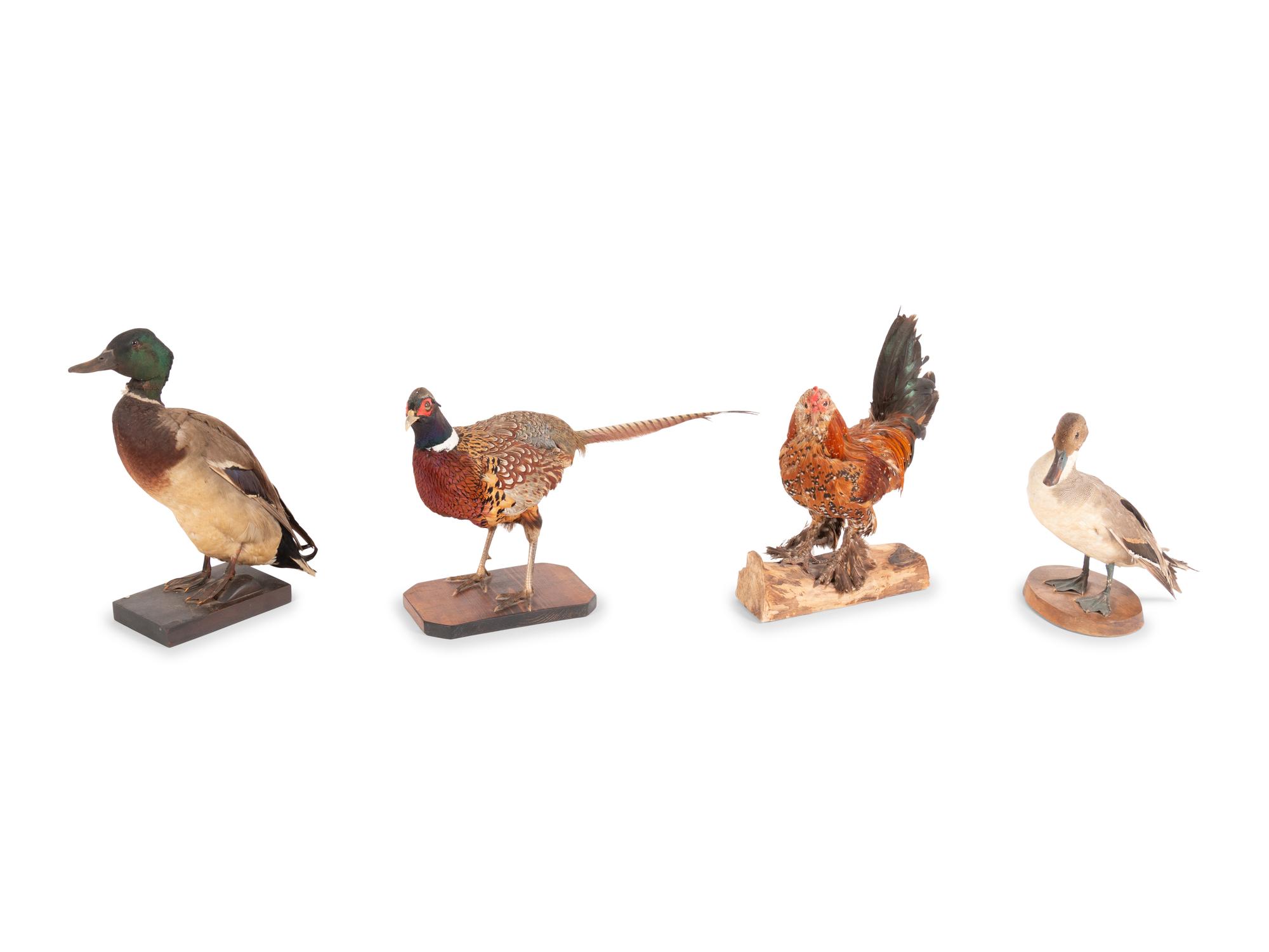 A Group of Four Taxidermy Birds
