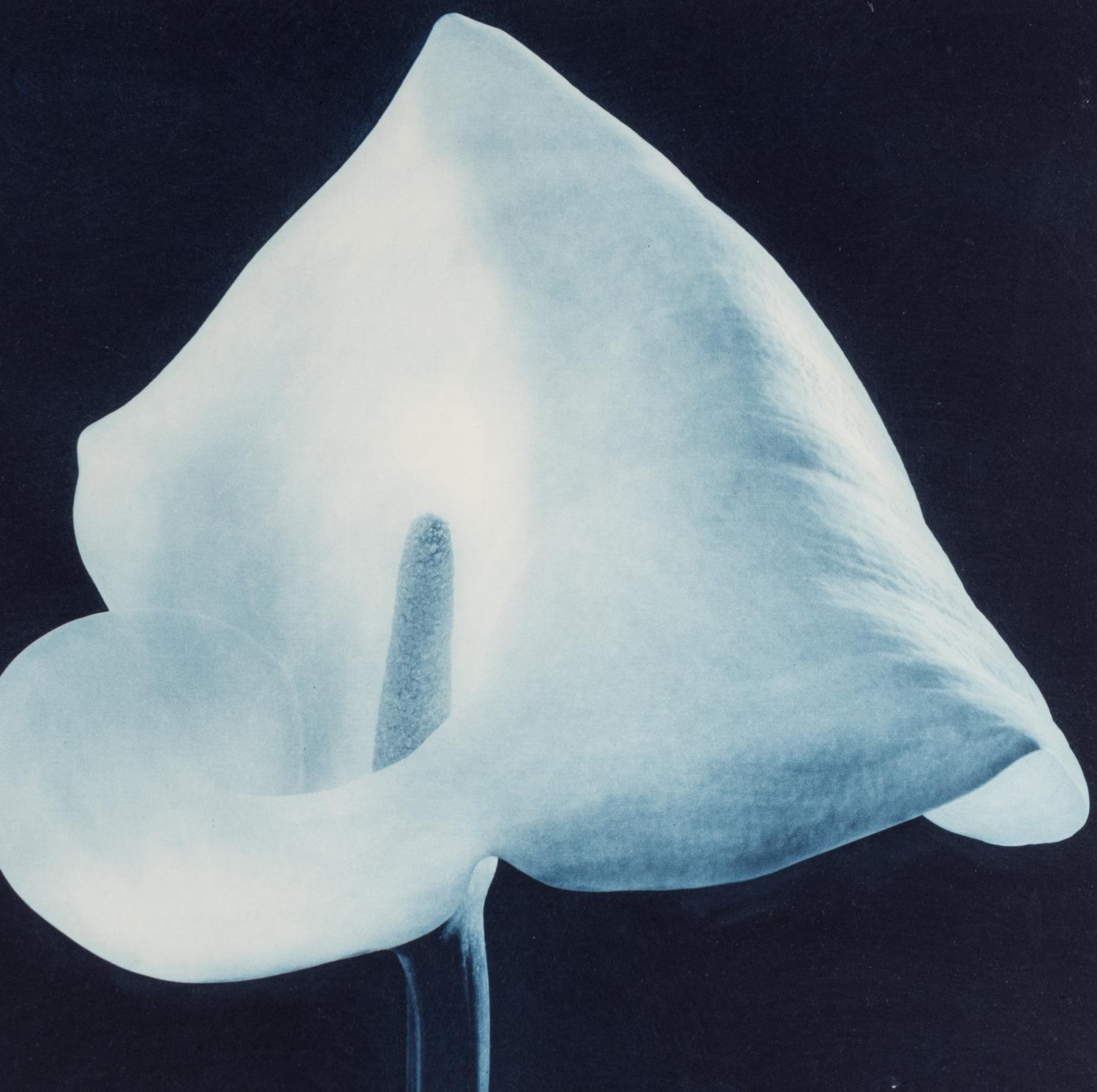 Robert Mapplethorpe (1946-1989) Blue Calla Lily (from "Flowers" Portfolio) , 1988