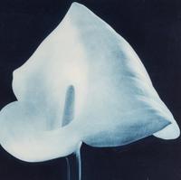 Robert Mapplethorpe (1946-1989) Blue Calla Lily (from "Flowers" Portfolio) , 1988