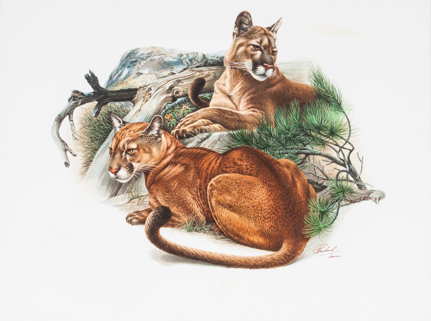 Richard Timm, (American, 20th century), Mountain Lions