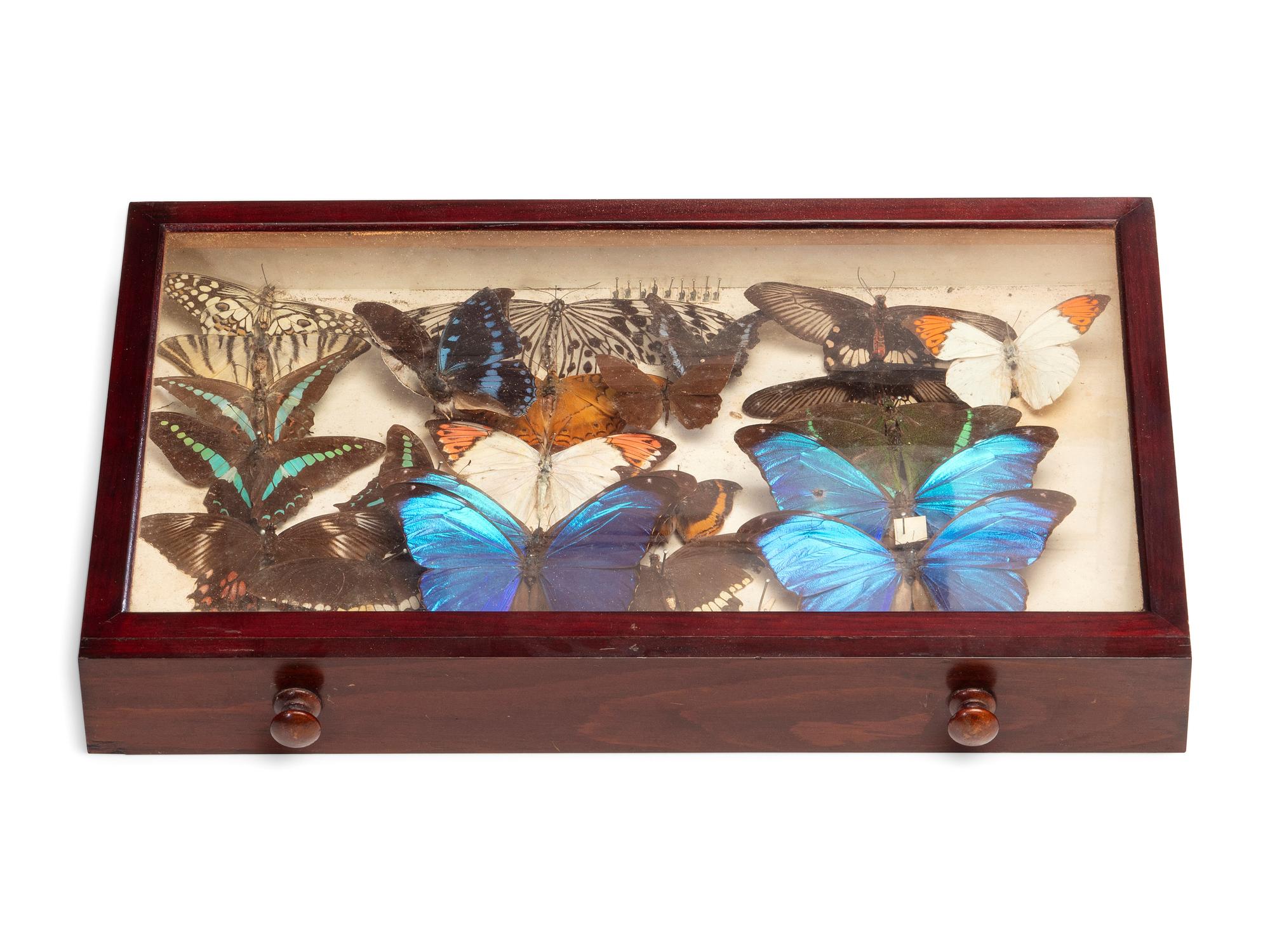 An Eight-Drawer Mahogany Lepidopterological Specimen Cabinet
