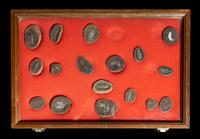 A Group of 13 Natural History Fossils