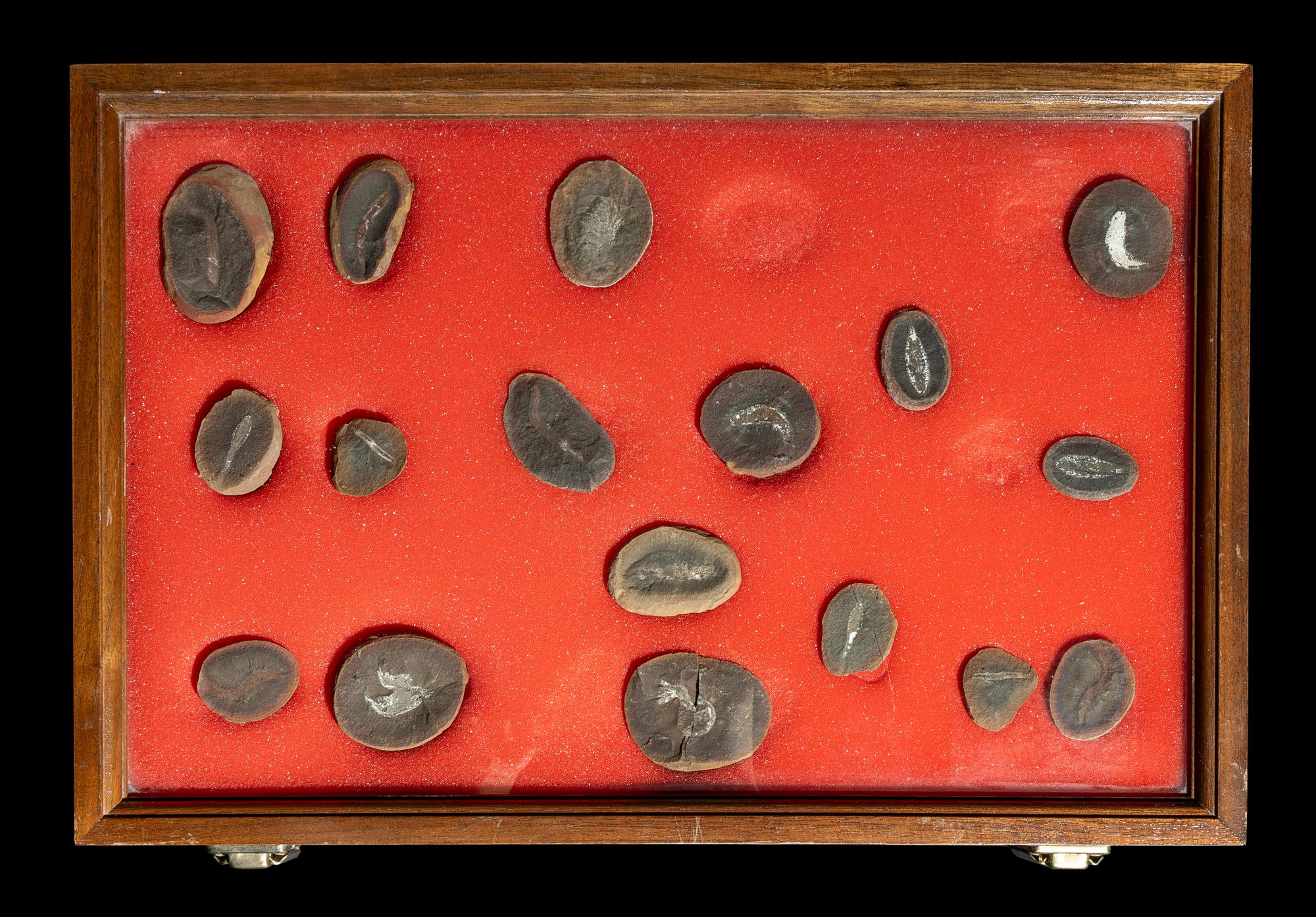 A Group of 13 Natural History Fossils