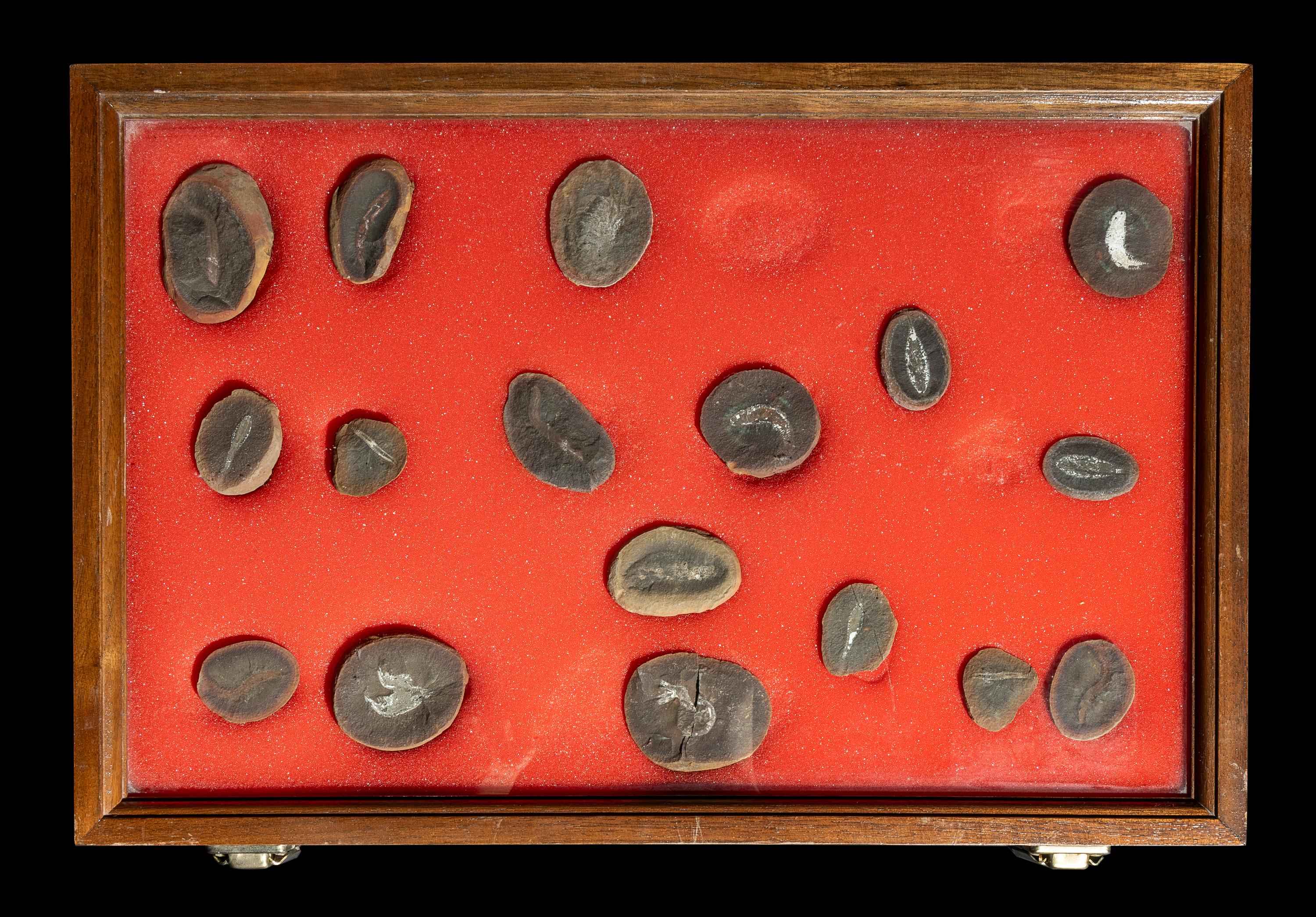 A Group of 13 Natural History Fossils