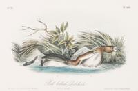 Audubon, John James, after Each approximately: 10 1/2 x 6 3/4 inches.