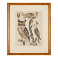 Alexander Lawson (1773-1846) and John G. Warnicke (died 1818), After Alexander Wilson (1766-1813), A Set of Sixteen Hand-Colored Engravings of Various Birds