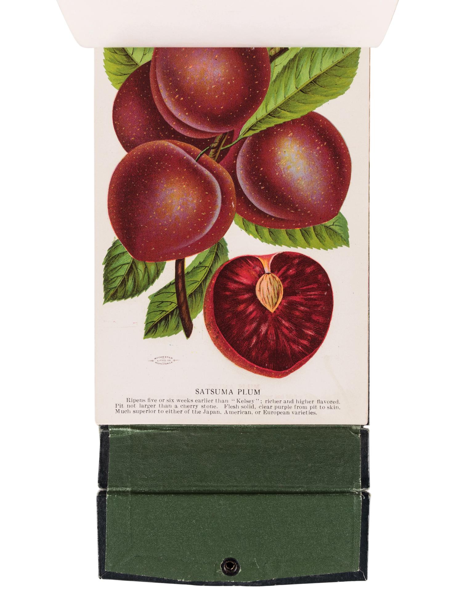 [SALESMAN'S CATALOGUE]. A specimen book for Washington Nursery Co., Toppenish, Washington. Rochester, NY: Rochester Lithographing and Printing Co. or Christy Inc., n.d.