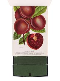[SALESMAN'S CATALOGUE]. A specimen book for Washington Nursery Co., Toppenish, Washington. Rochester, NY: Rochester Lithographing and Printing Co. or Christy Inc., n.d.