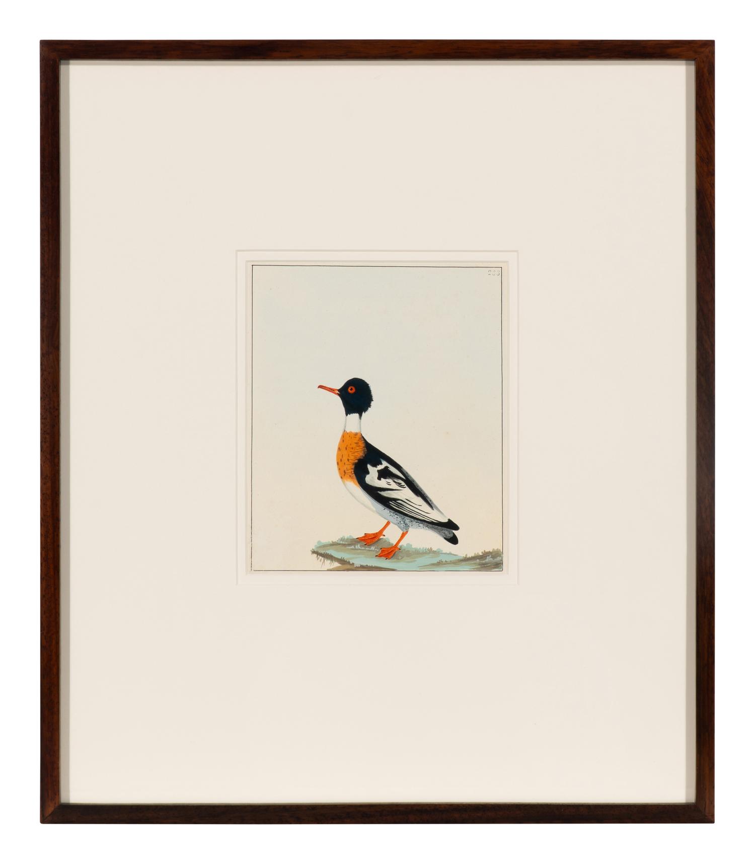 Six Bird Portraits