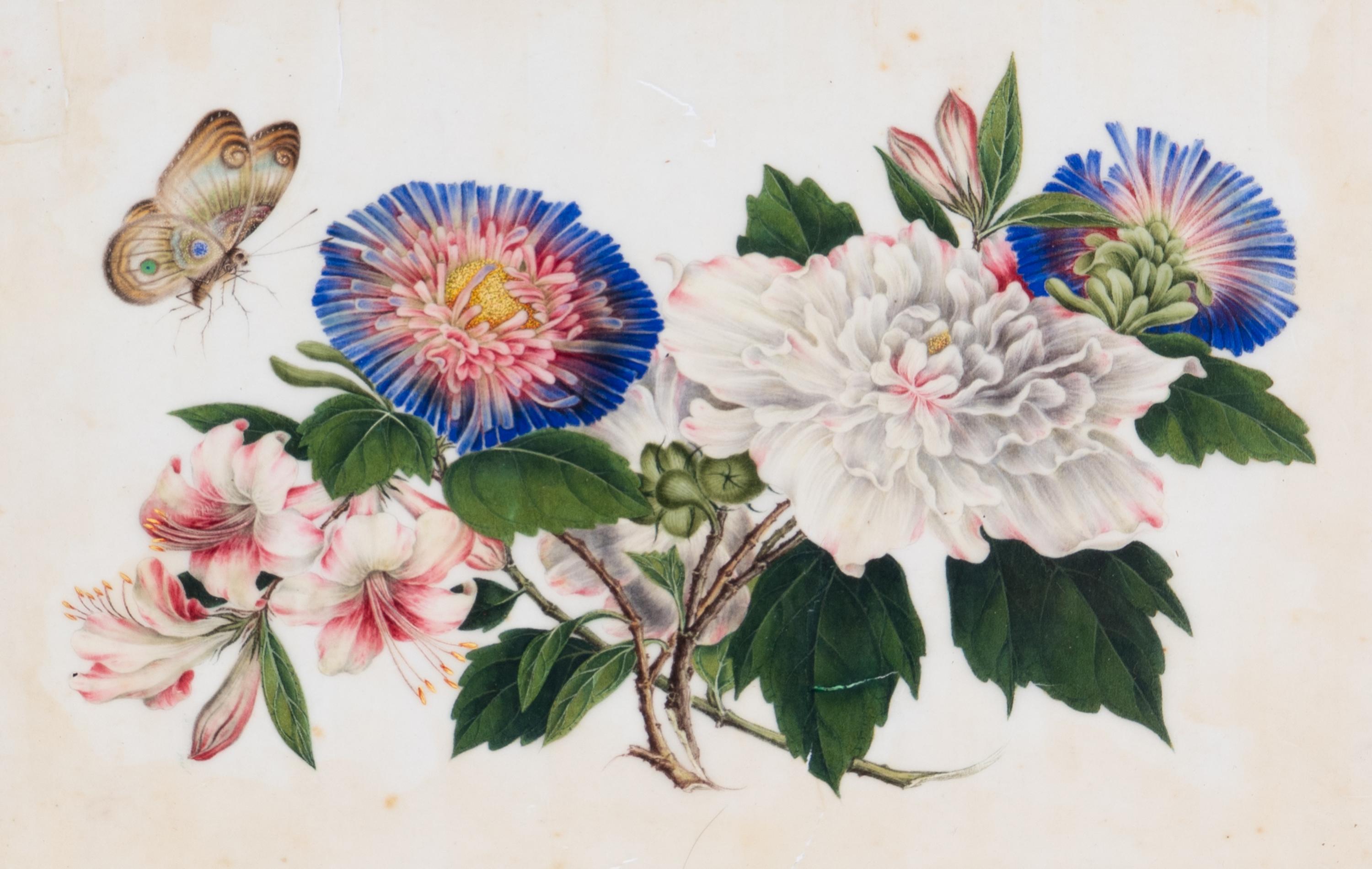 A Set of Twelve Chinese Export Watercolor and Pith Botanical Paintings