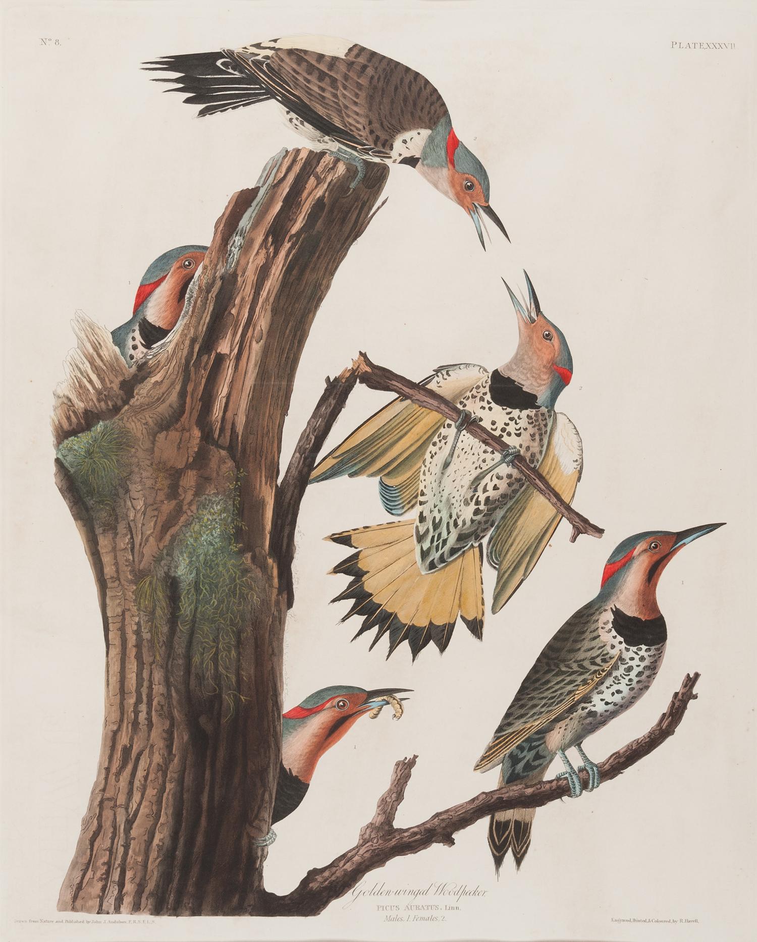 AUDUBON, John James (1785-1851).