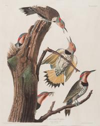 AUDUBON, John James (1785-1851).