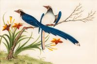 A Collection of Twelve Chinese Export Pith Paintings