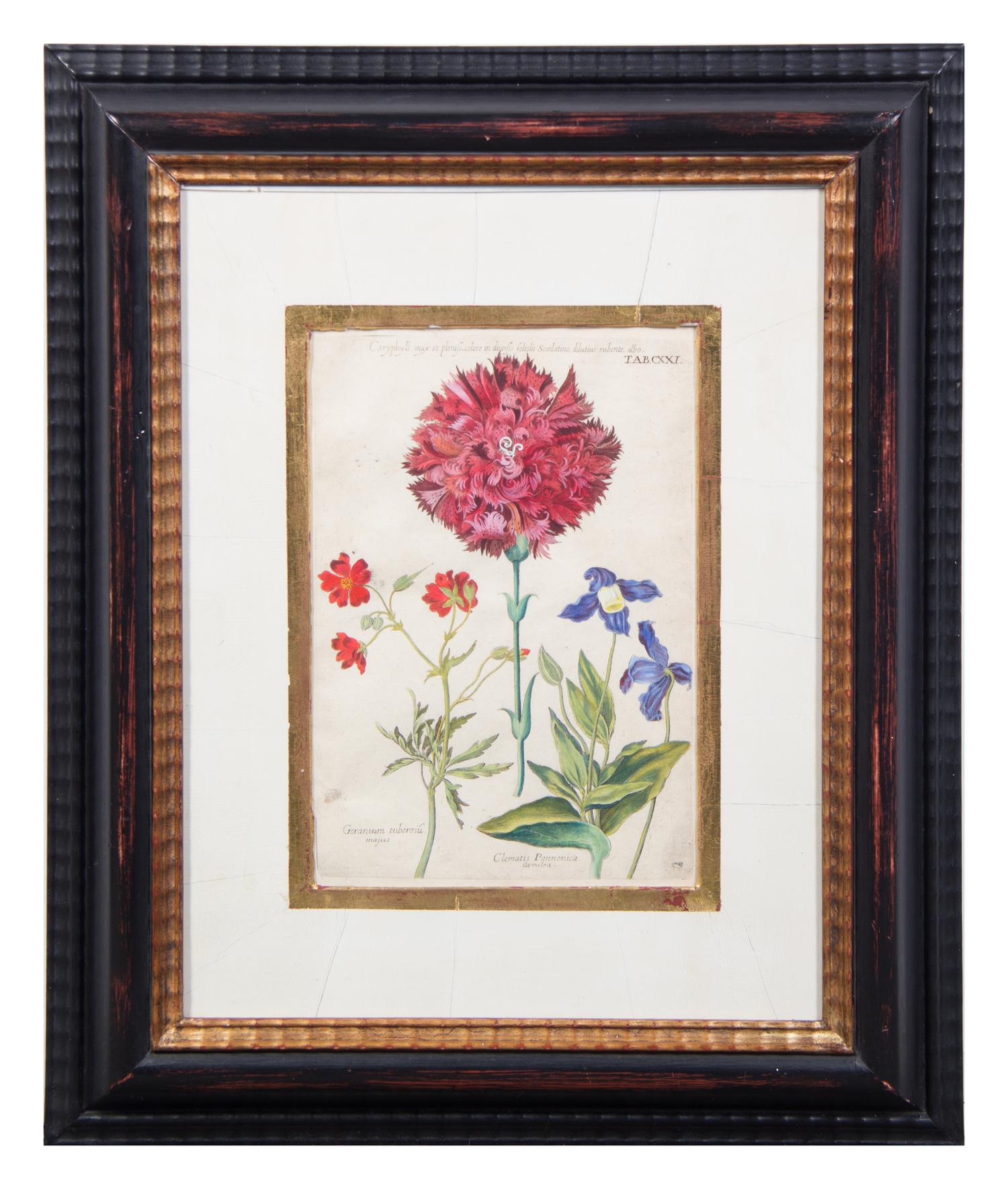 A Group of Four Hand-Colored Botanical Engravings Largest: 21 1/2 x 17 1/2 inches overall.