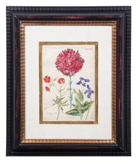 A Group of Four Hand-Colored Botanical Engravings Largest: 21 1/2 x 17 1/2 inches overall.