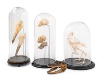 An Assortment of Taxidermy Articles