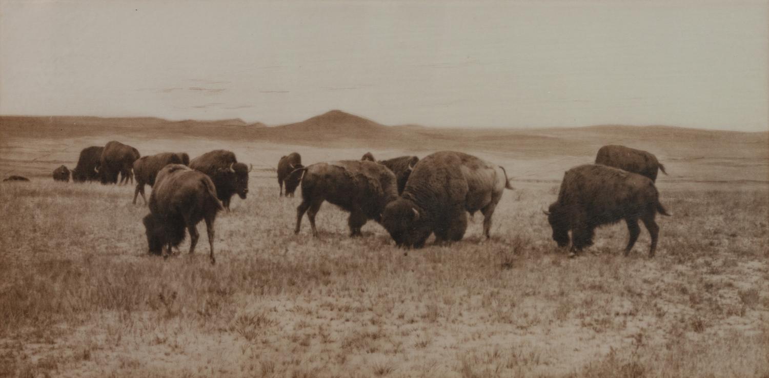 Group of Four Photographs