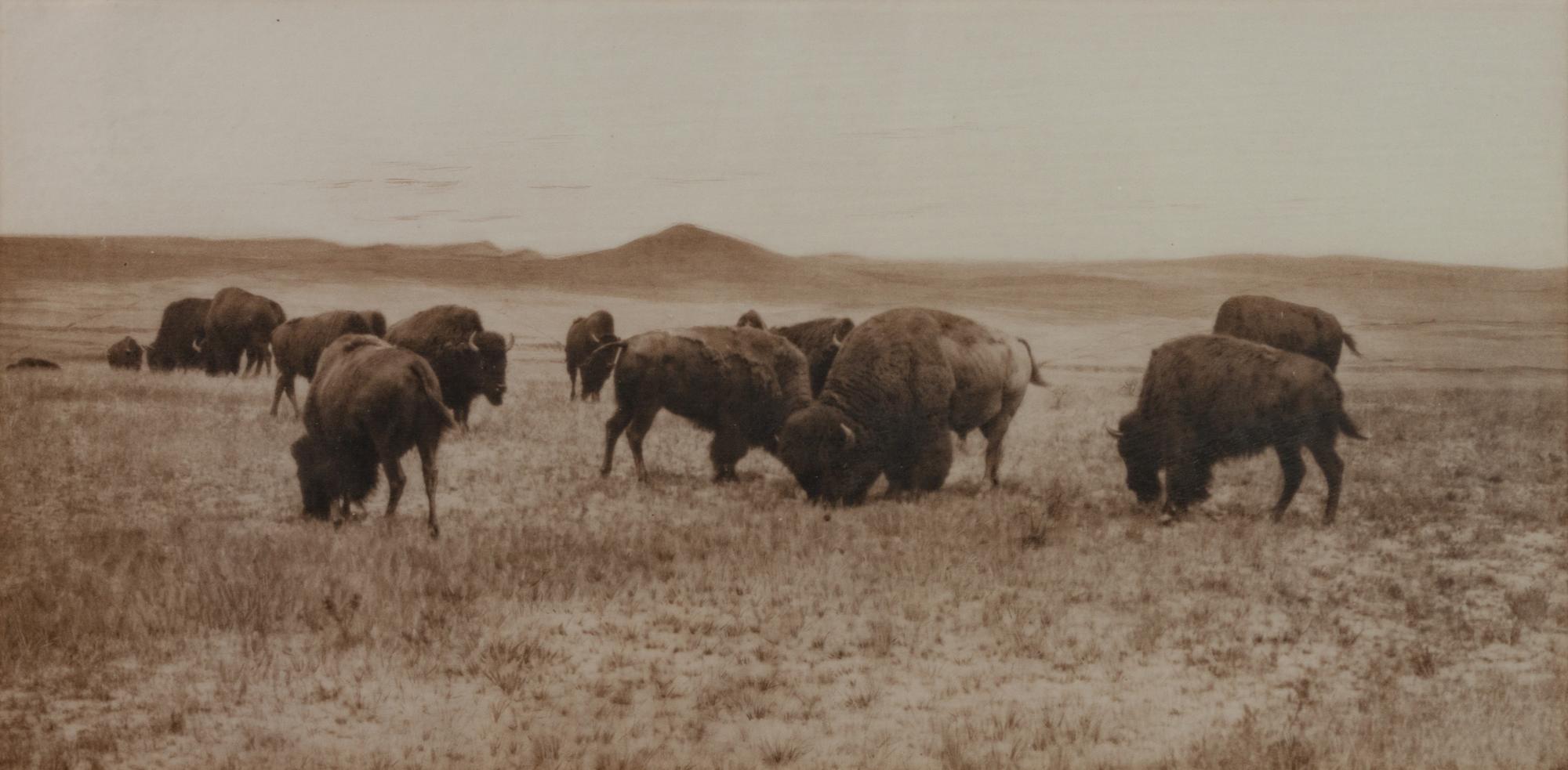 Group of Four Photographs