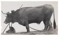 Four Works, 1960s