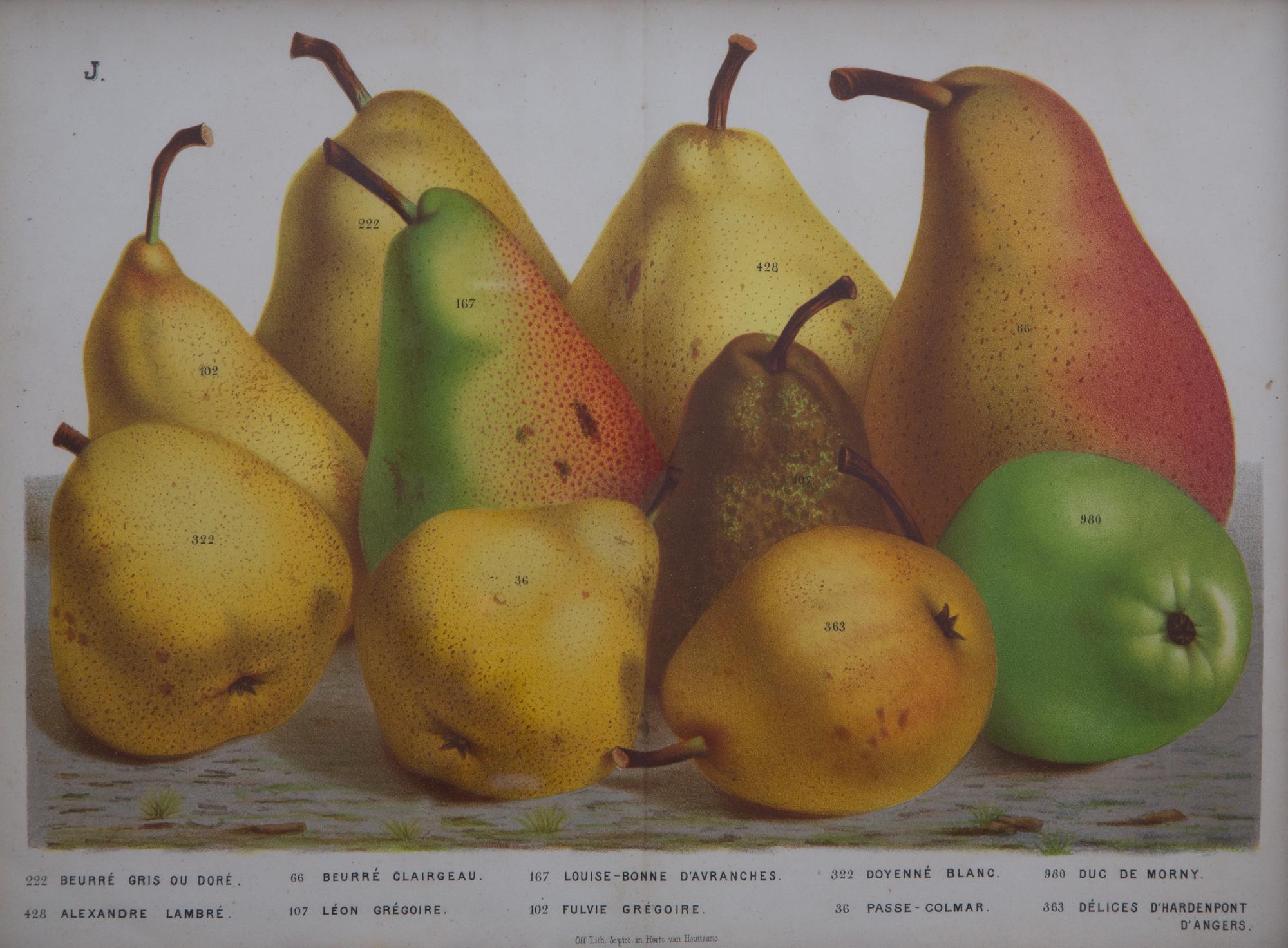 A Collection of Eight Chromolithographs of Pears 9 1/2 x 13 inches.