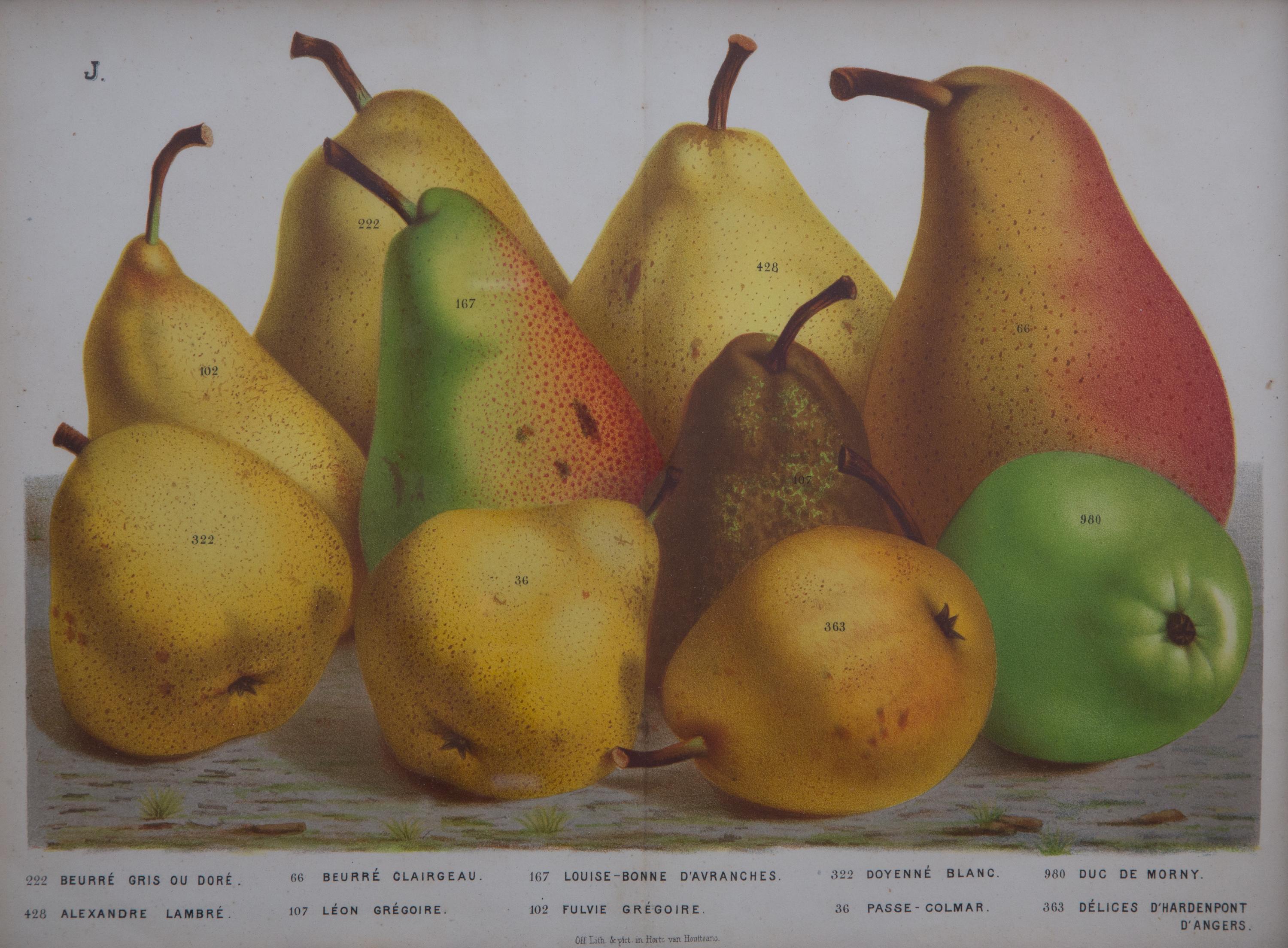 A Collection of Eight Chromolithographs of Pears 9 1/2 x 13 inches.