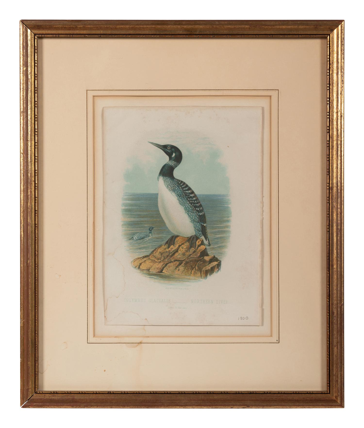 Three Ornithological Prints