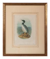 Three Ornithological Prints