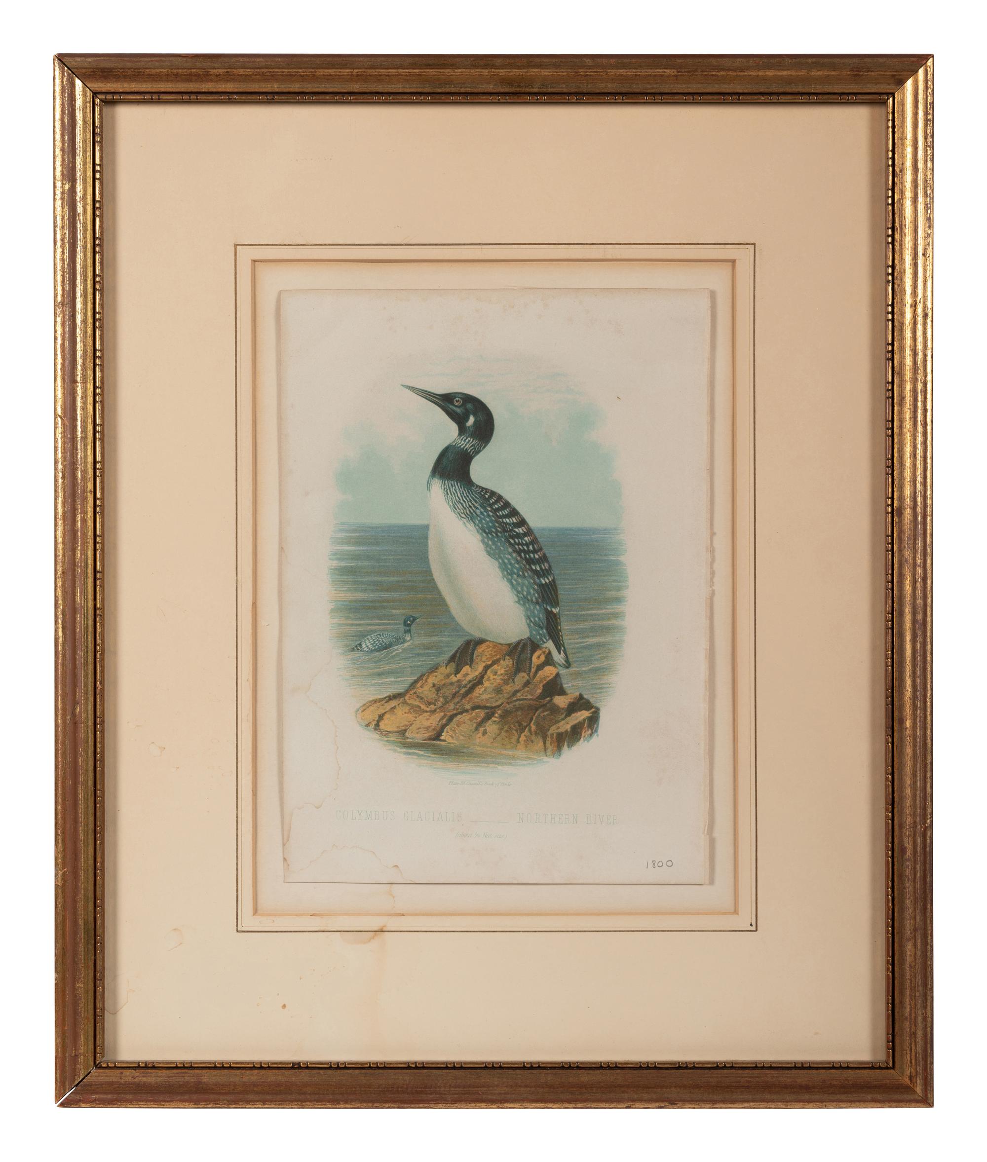 Three Ornithological Prints