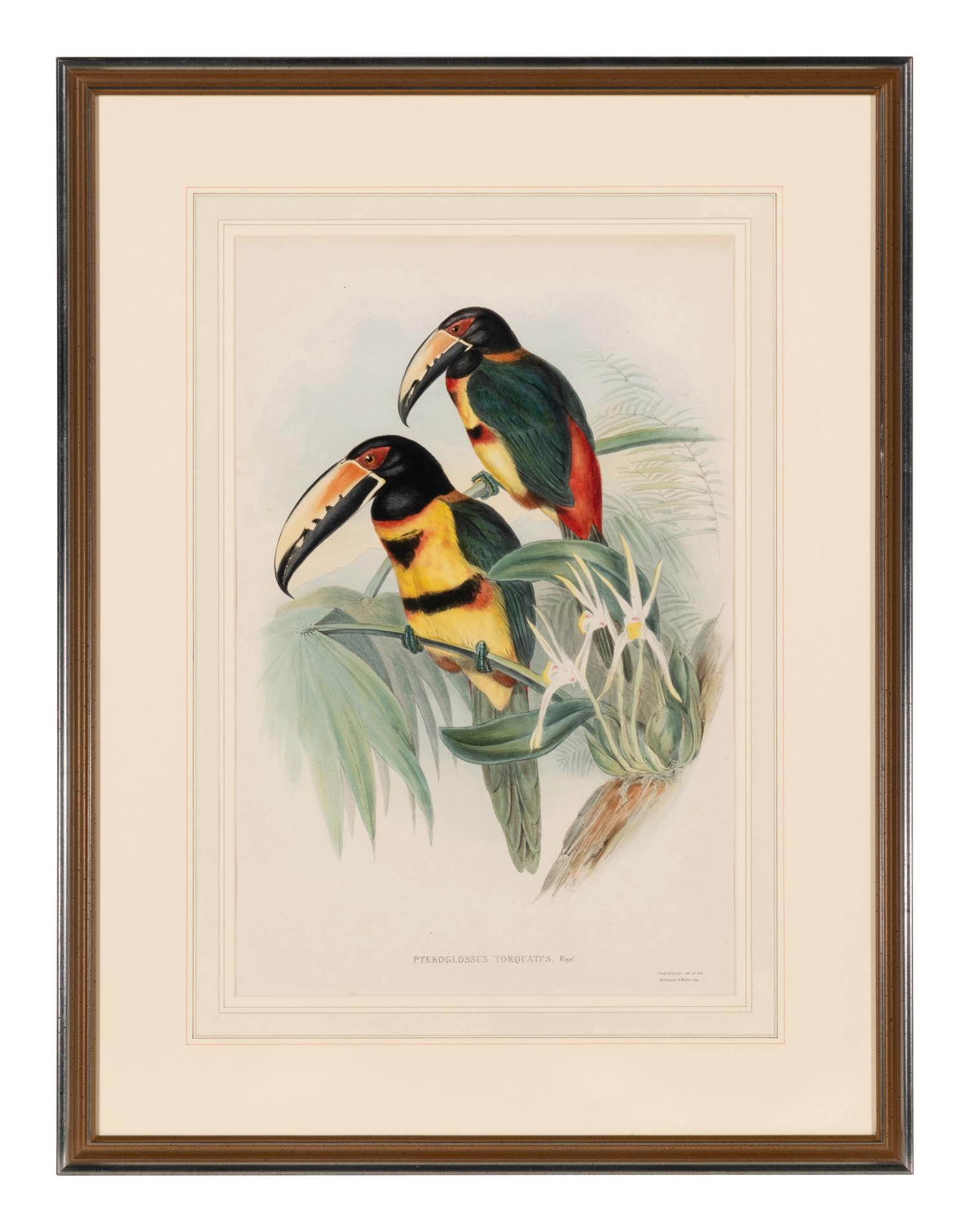 GOULD, John (1804-1881). Pteroglossus torquatus . London, 1833-34.
