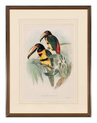 GOULD, John (1804-1881). Pteroglossus torquatus . London, 1833-34.