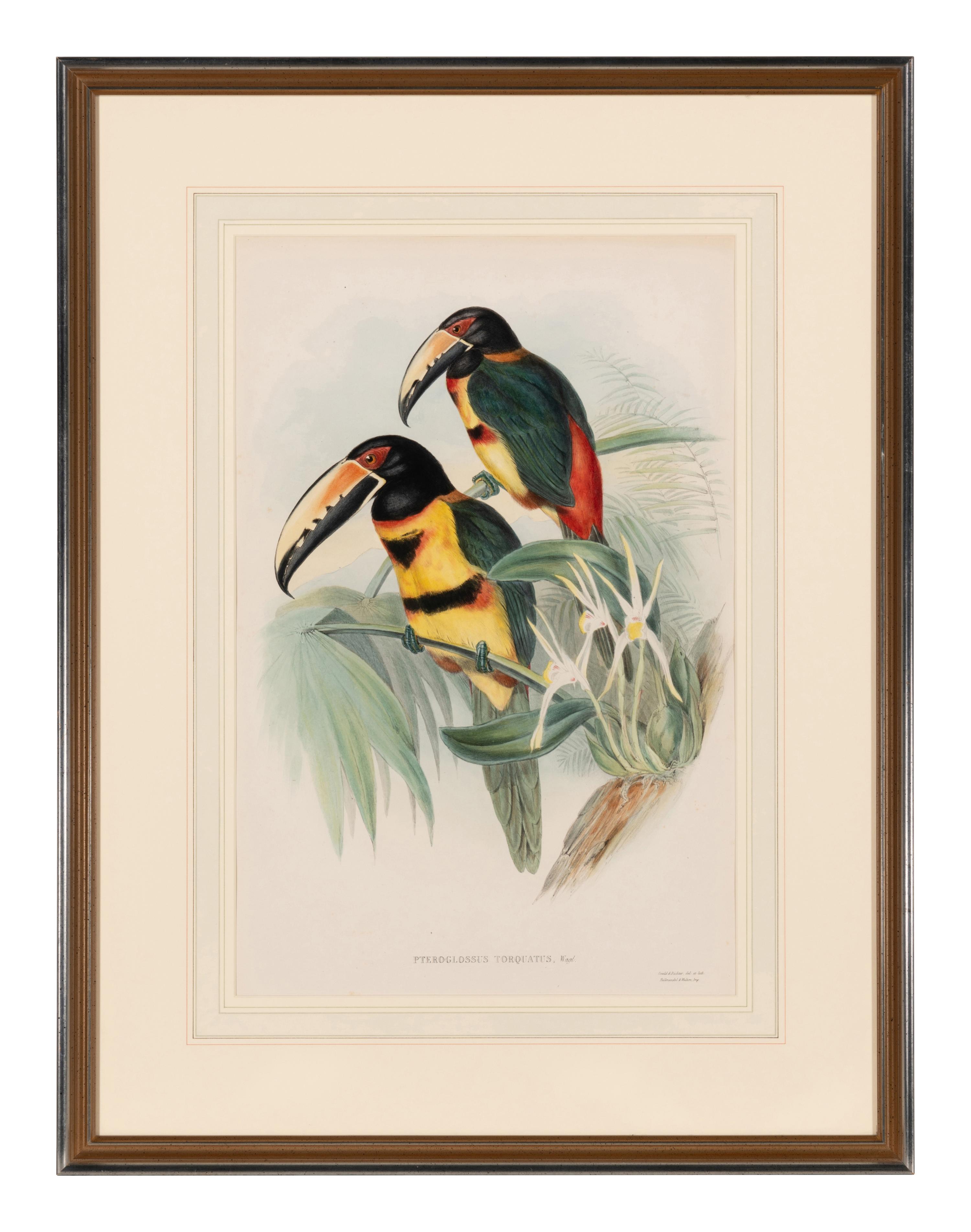 GOULD, John (1804-1881). Pteroglossus torquatus . London, 1833-34.
