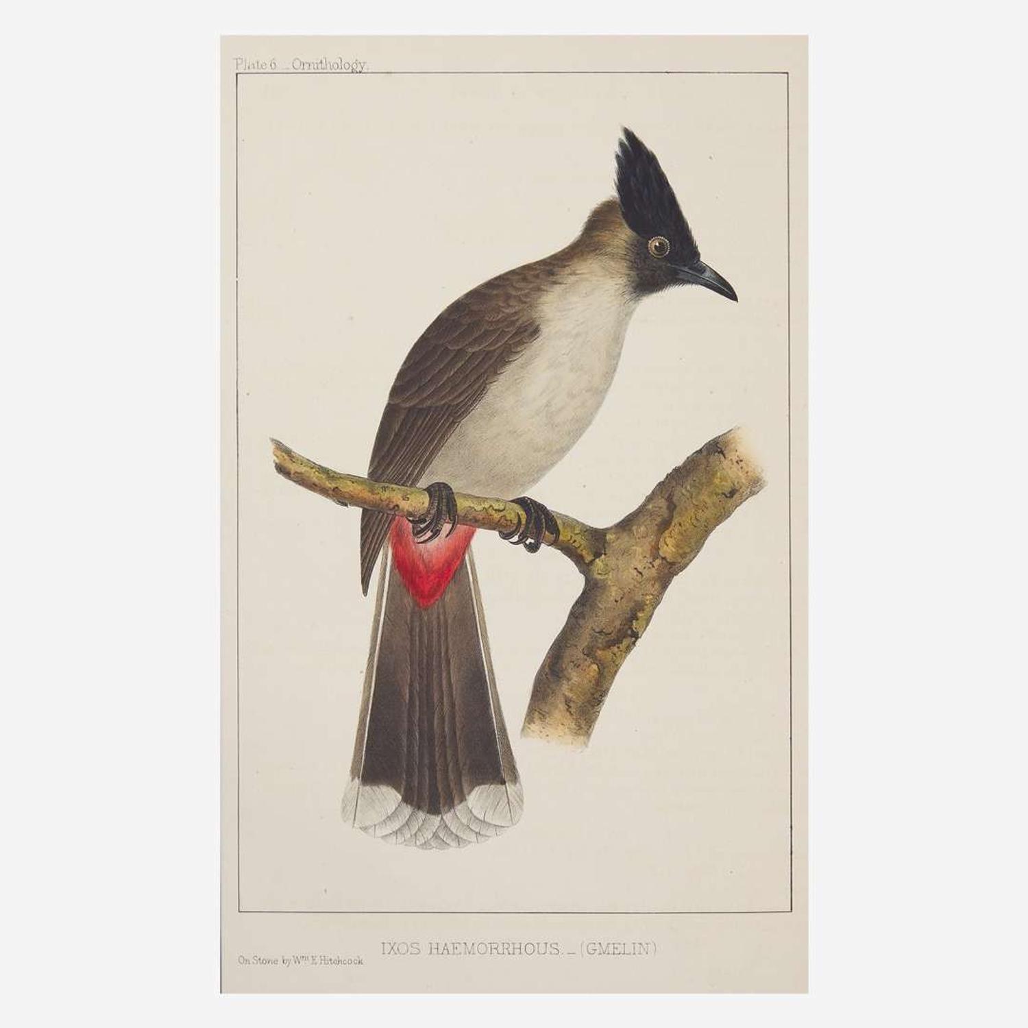 [Americana] [Perry, Commodore Matthew C.] Hawks, Francis L. Narrative of the Expedition of an American Squadron to the China Seas and Japan, Performed in the Years 1852, 1853, and 1854, Under the Command of Commodore M.C. Perry, United States Navy...