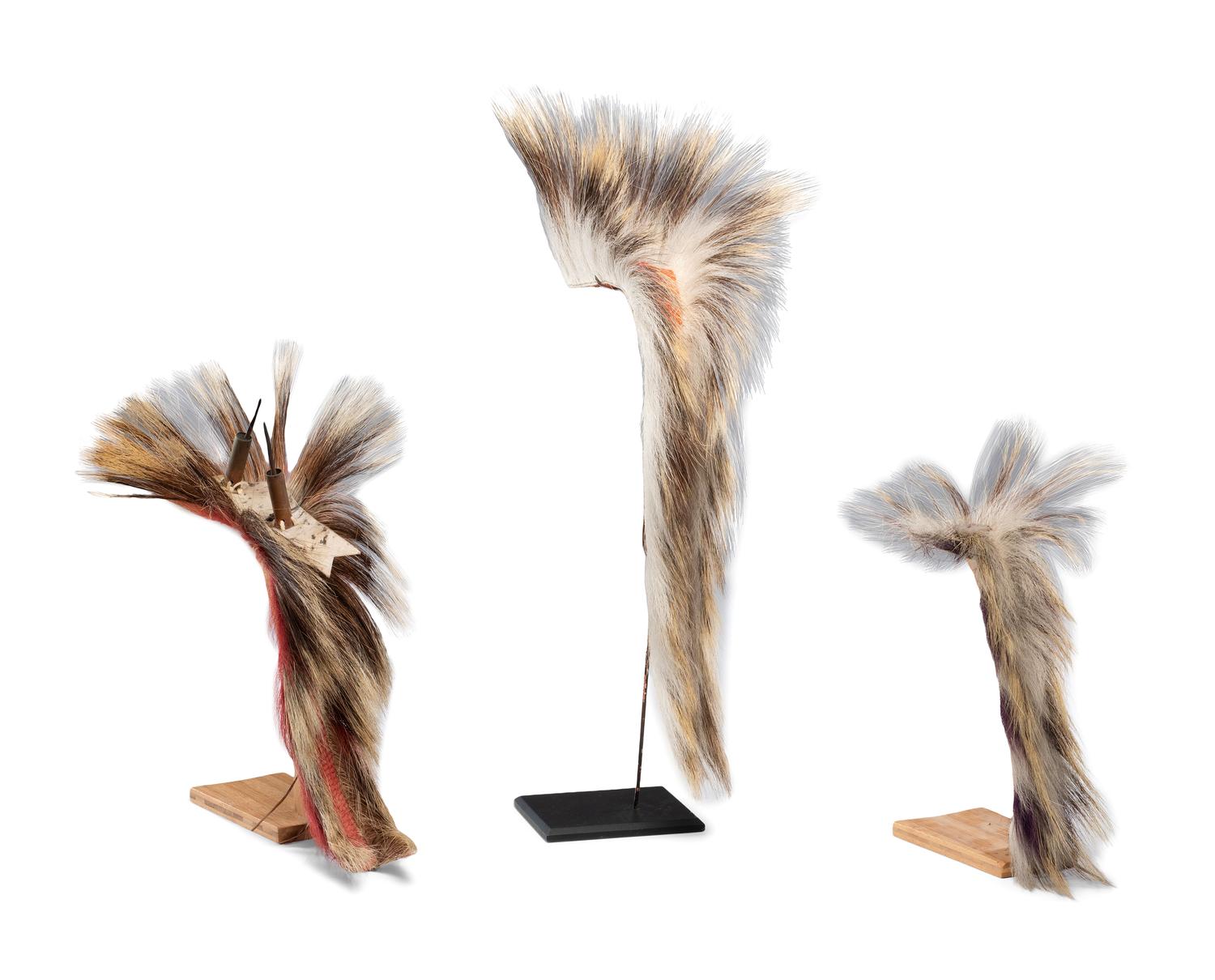 Plains Hair Roaches