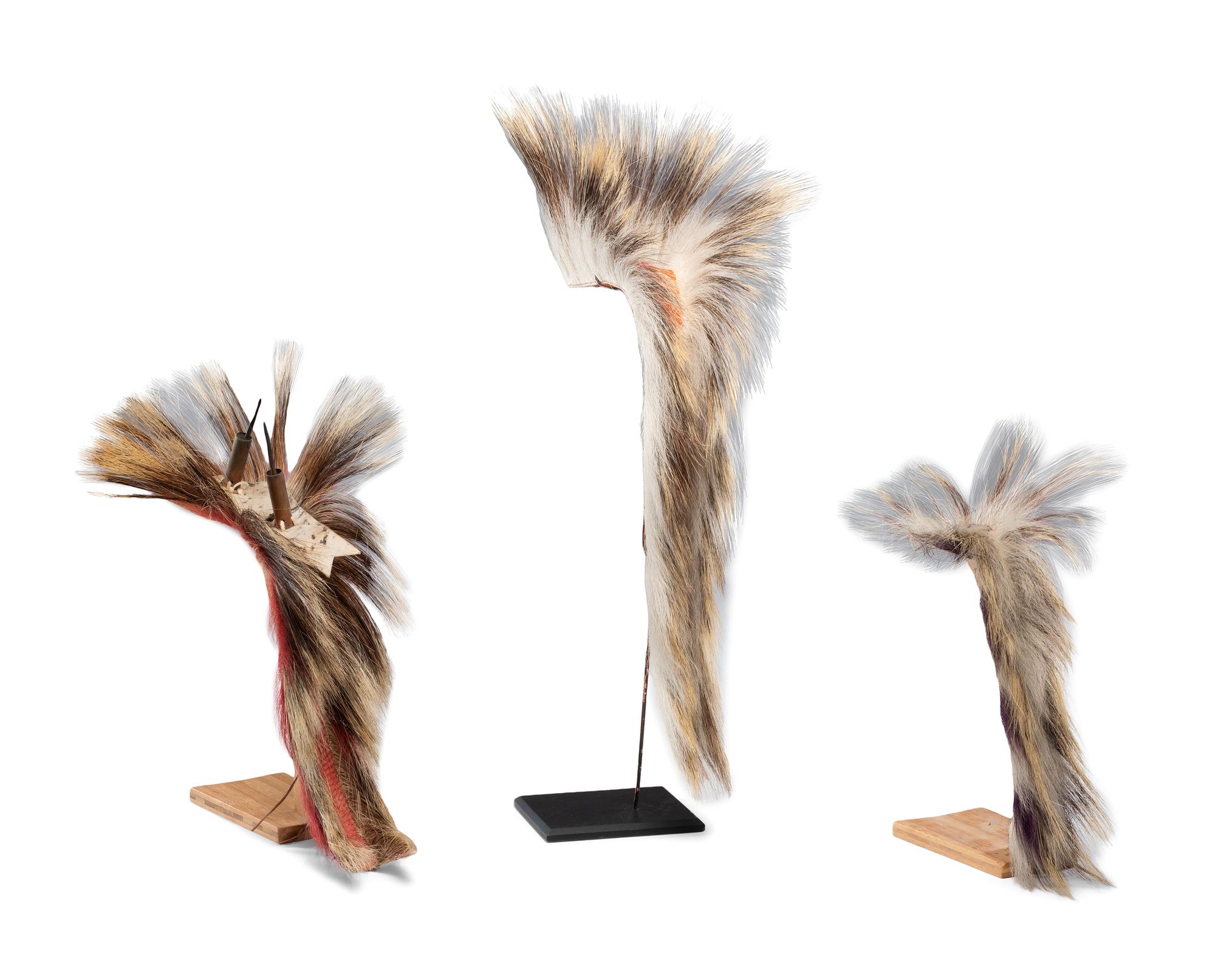 Plains Hair Roaches
