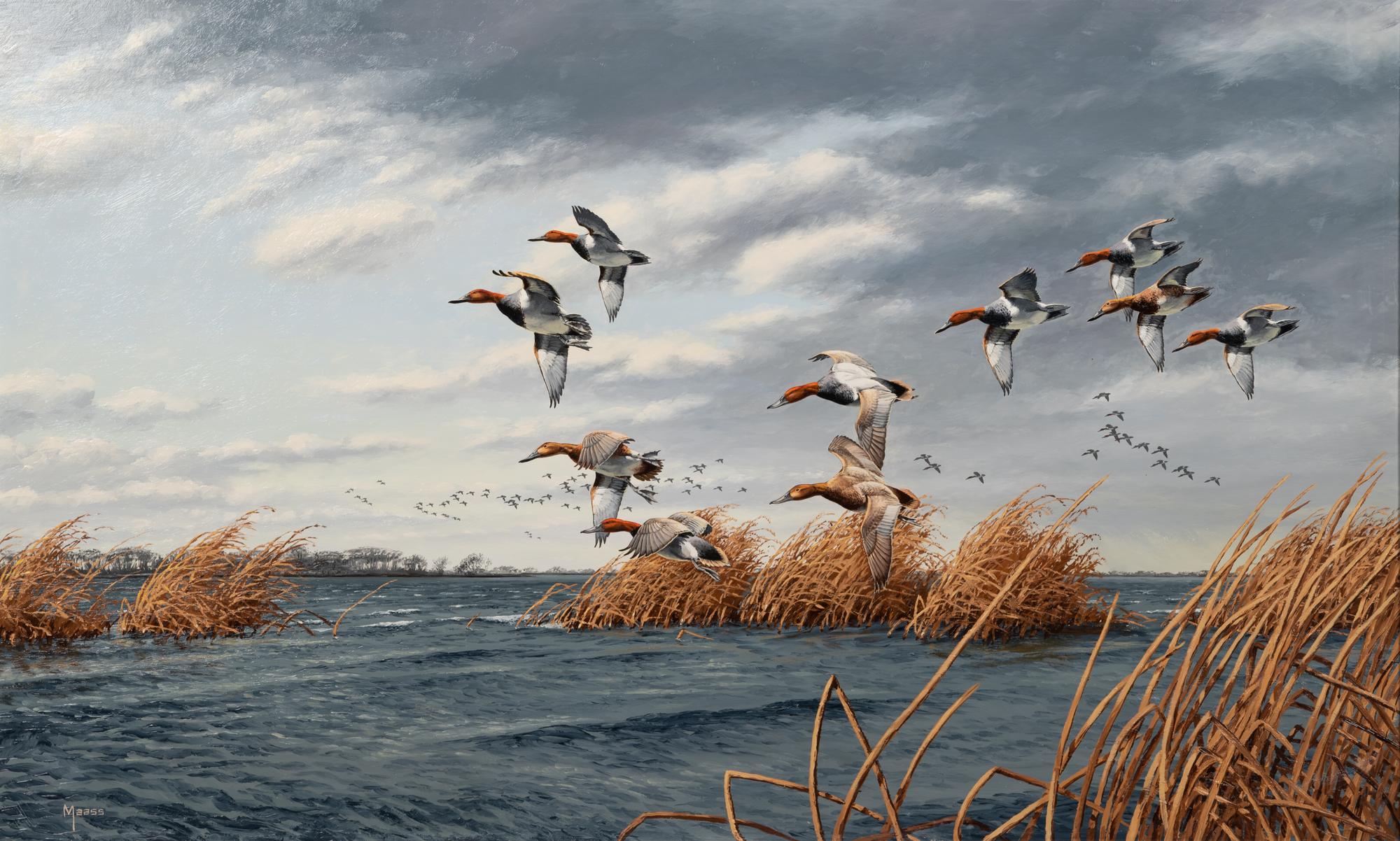 Untitled ( Redheads in Marsh)