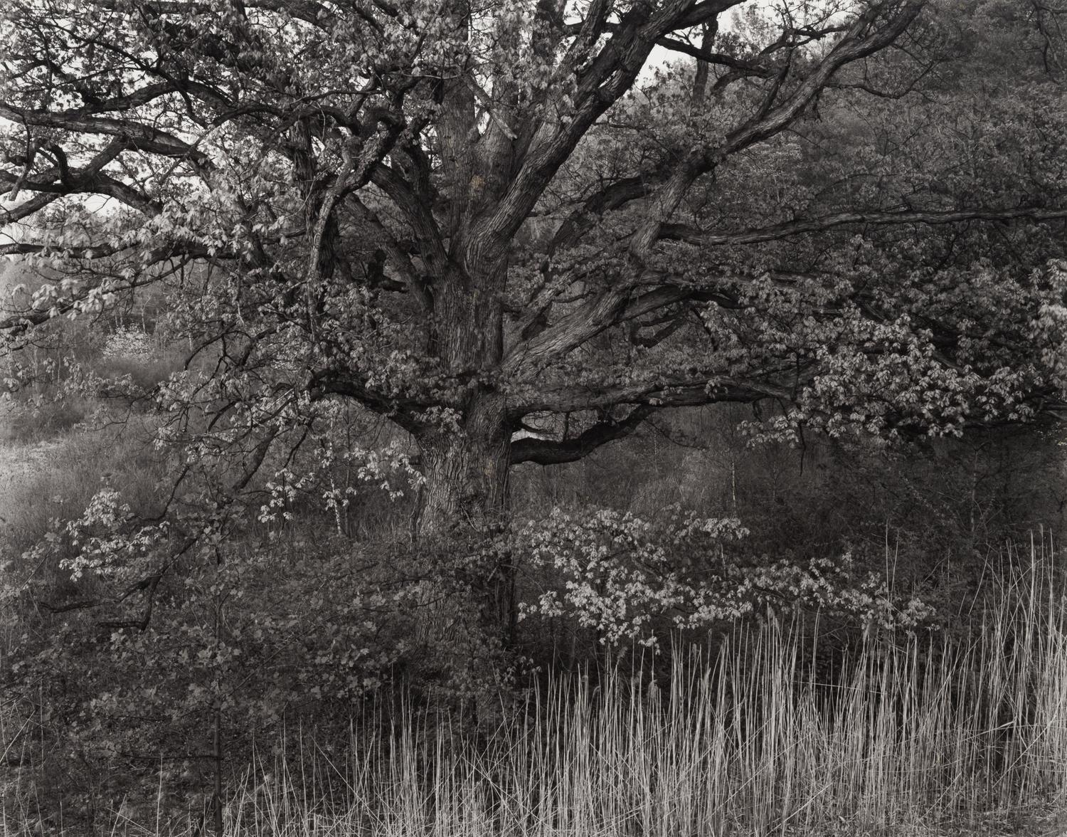 Oak Tree, Holmdel, New Jersey