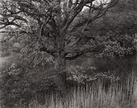 Oak Tree, Holmdel, New Jersey