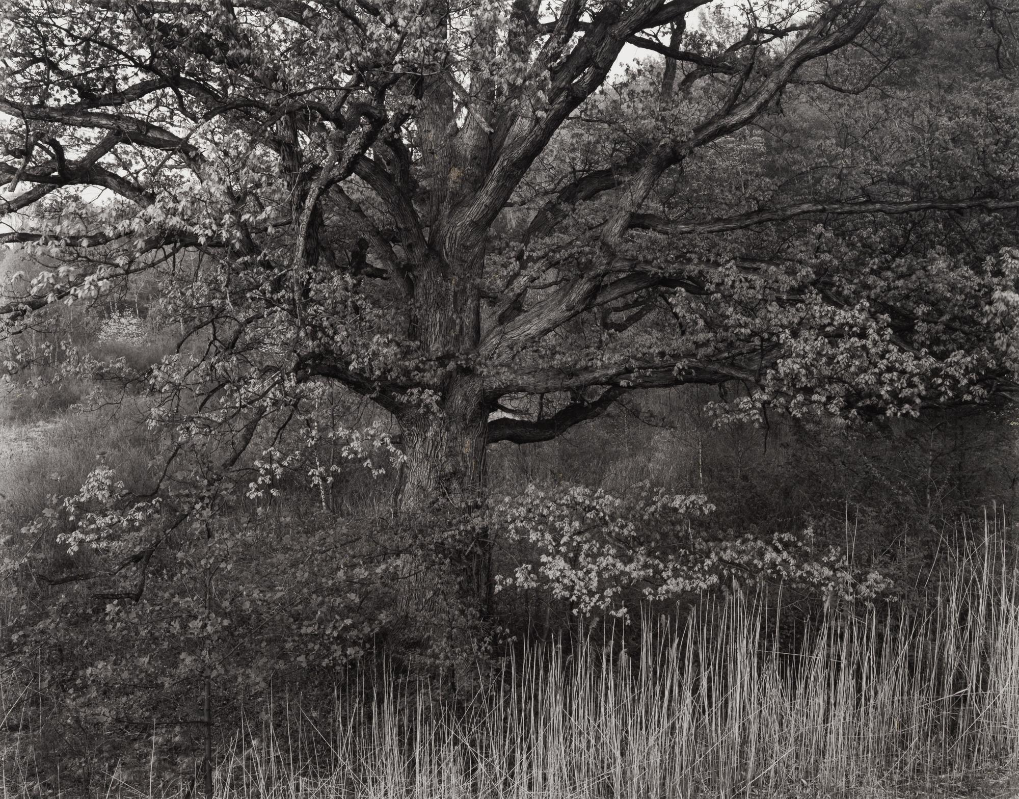 Oak Tree, Holmdel, New Jersey