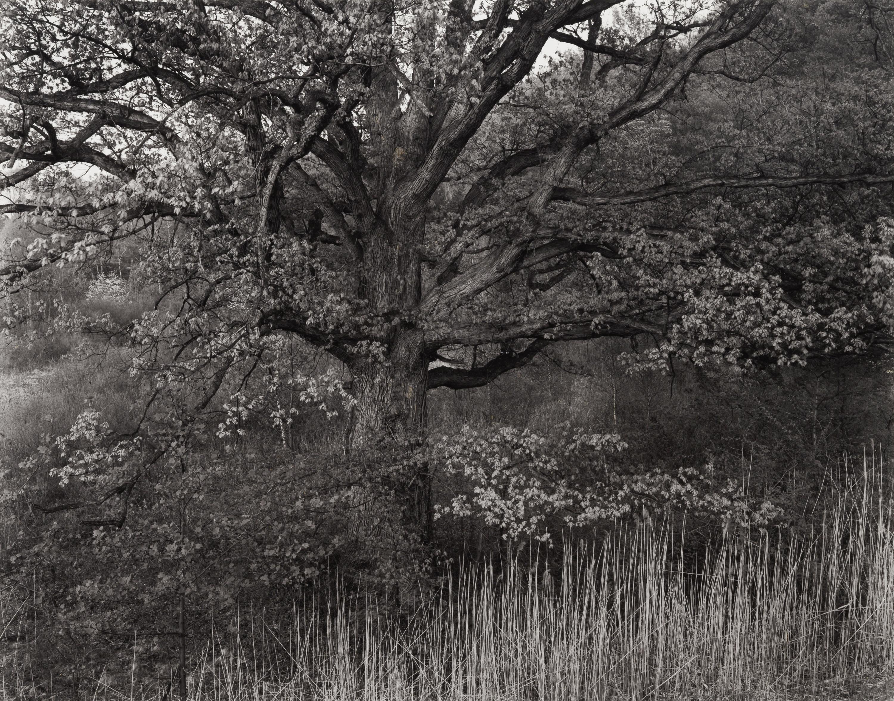 Oak Tree, Holmdel, New Jersey