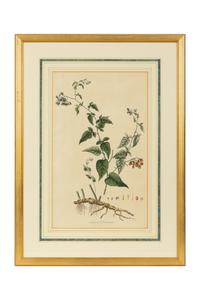 A Set of Eight Gilt Framed Hand Colored Botanical Etchings