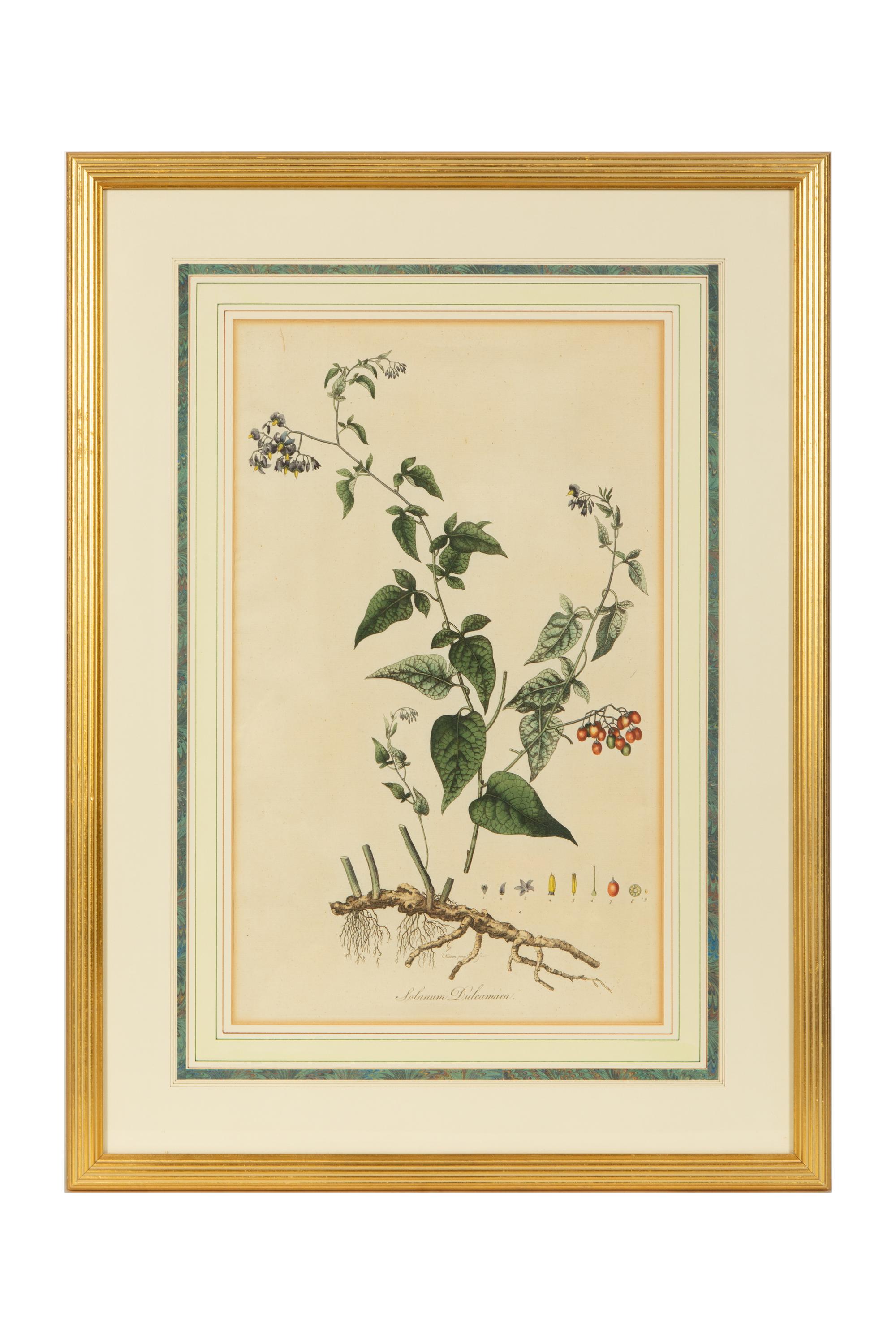 A Set of Eight Gilt Framed Hand Colored Botanical Etchings