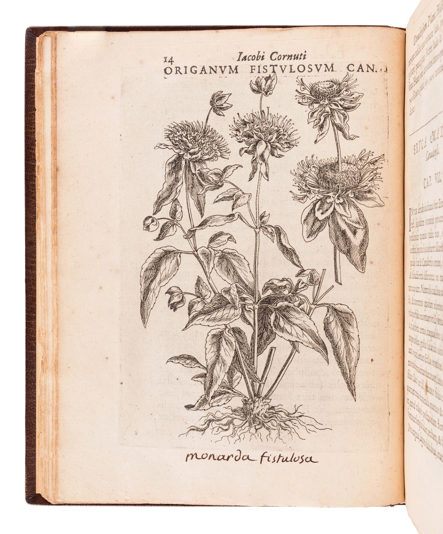 CORNUT, Jacques Philippe (1606-1651). Canadensium plantarum, aliarúnque nondum editarum historia cui adiectum est ad calcem enchiridion botanicum parisiense . Paris: Simon le Moyne, 1635.