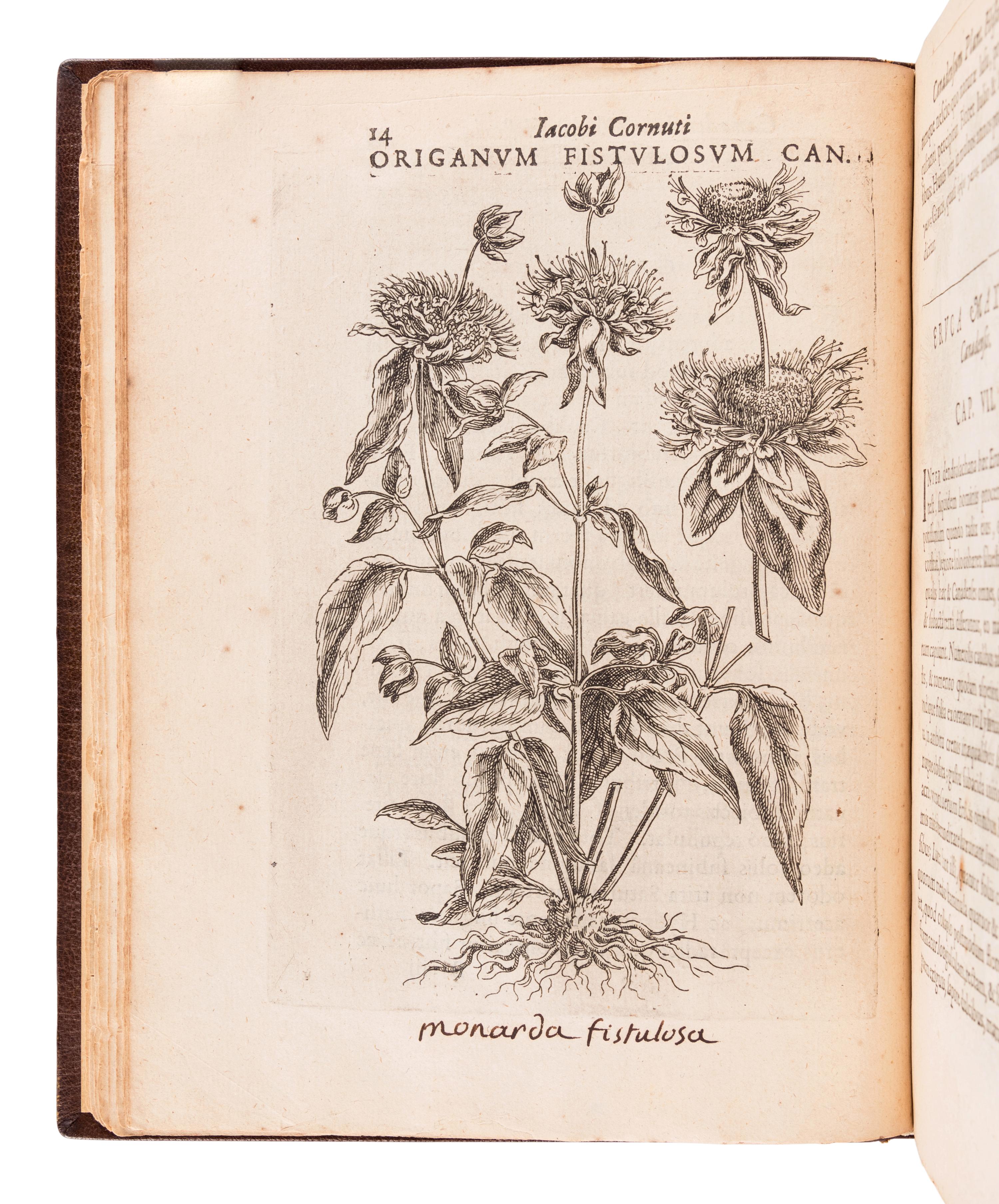 CORNUT, Jacques Philippe (1606-1651). Canadensium plantarum, aliarúnque nondum editarum historia cui adiectum est ad calcem enchiridion botanicum parisiense . Paris: Simon le Moyne, 1635.