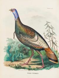 DOUGHTY, John and Thomas (1793-1856). The Cabinet of Natural History and American Rural Sports. Philadelphia: 1830-32-33.