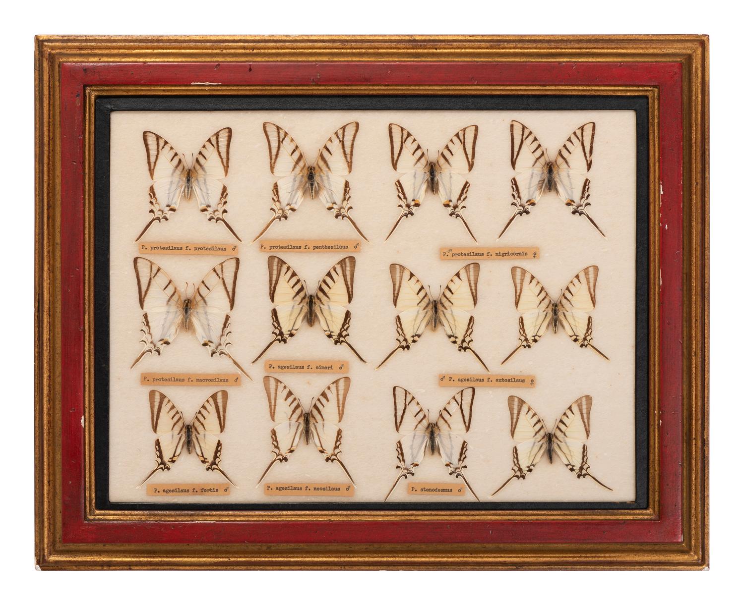 Three Framed Groups of Lepidopterological Specimens