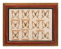 Three Framed Groups of Lepidopterological Specimens