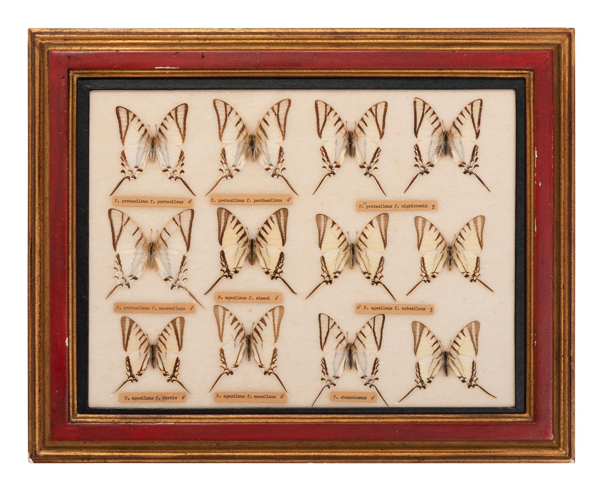 Three Framed Groups of Lepidopterological Specimens