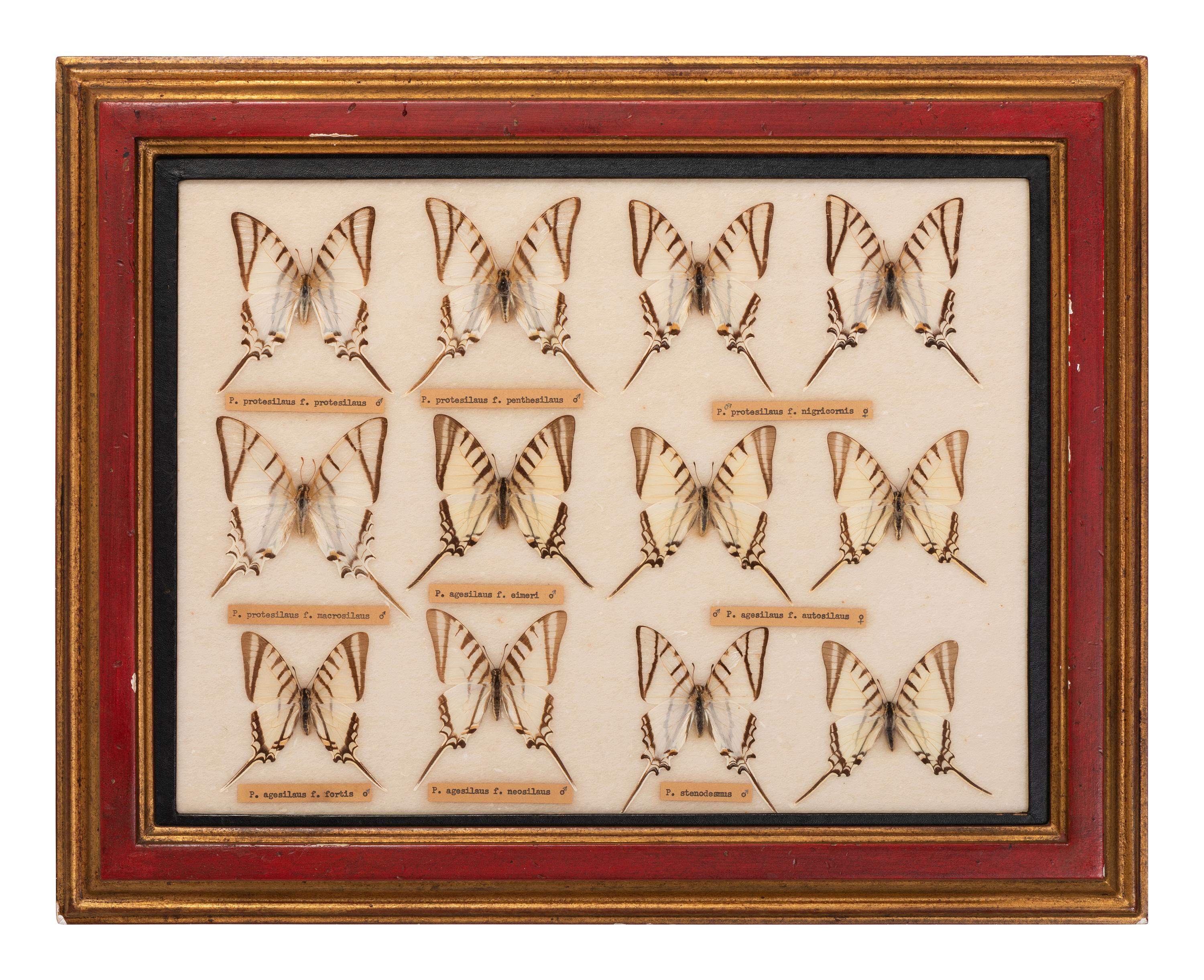 Three Framed Groups of Lepidopterological Specimens