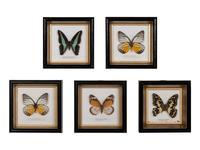 Thirty-One Framed Lepidopterological Specimens