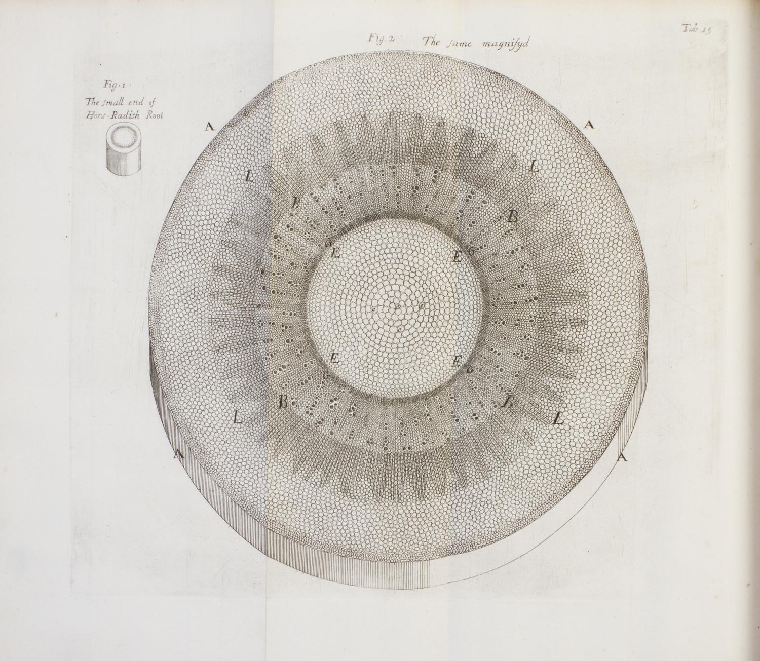 (BOTANY) GREW, NEHEMIAH. The Anatomy of Plants. London, 1682. First edition.